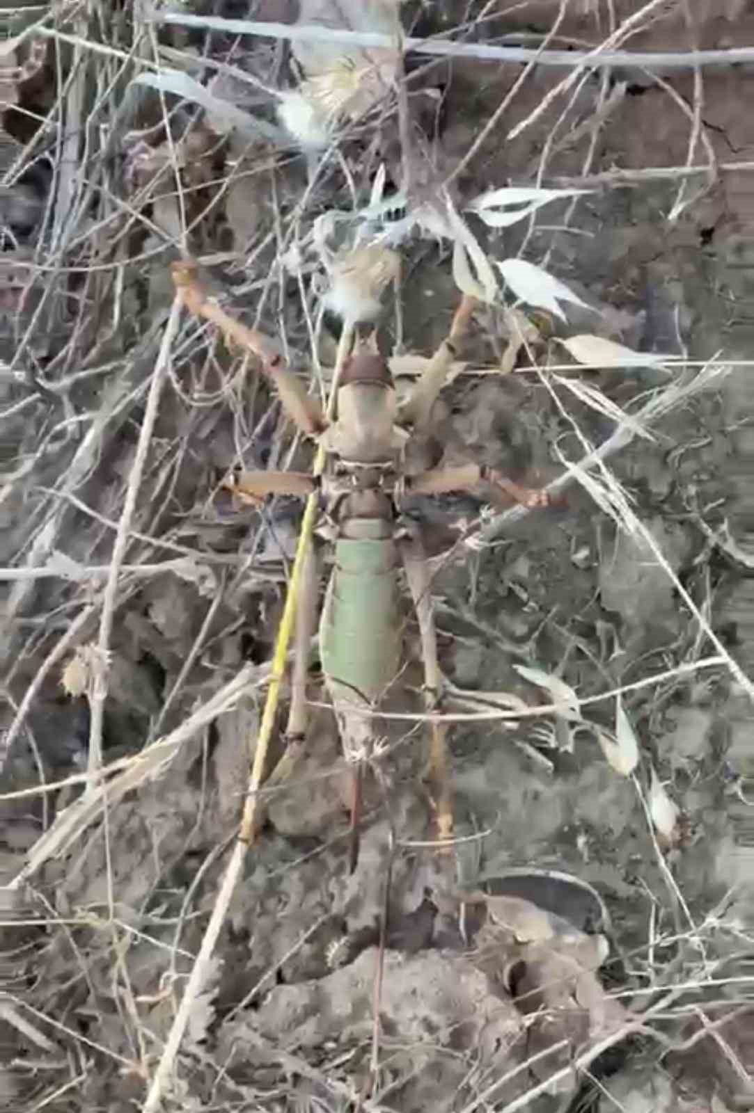 Batman kırsalında 20 santimetrelik dev etçil çekirge şaşkınlığa neden oldu