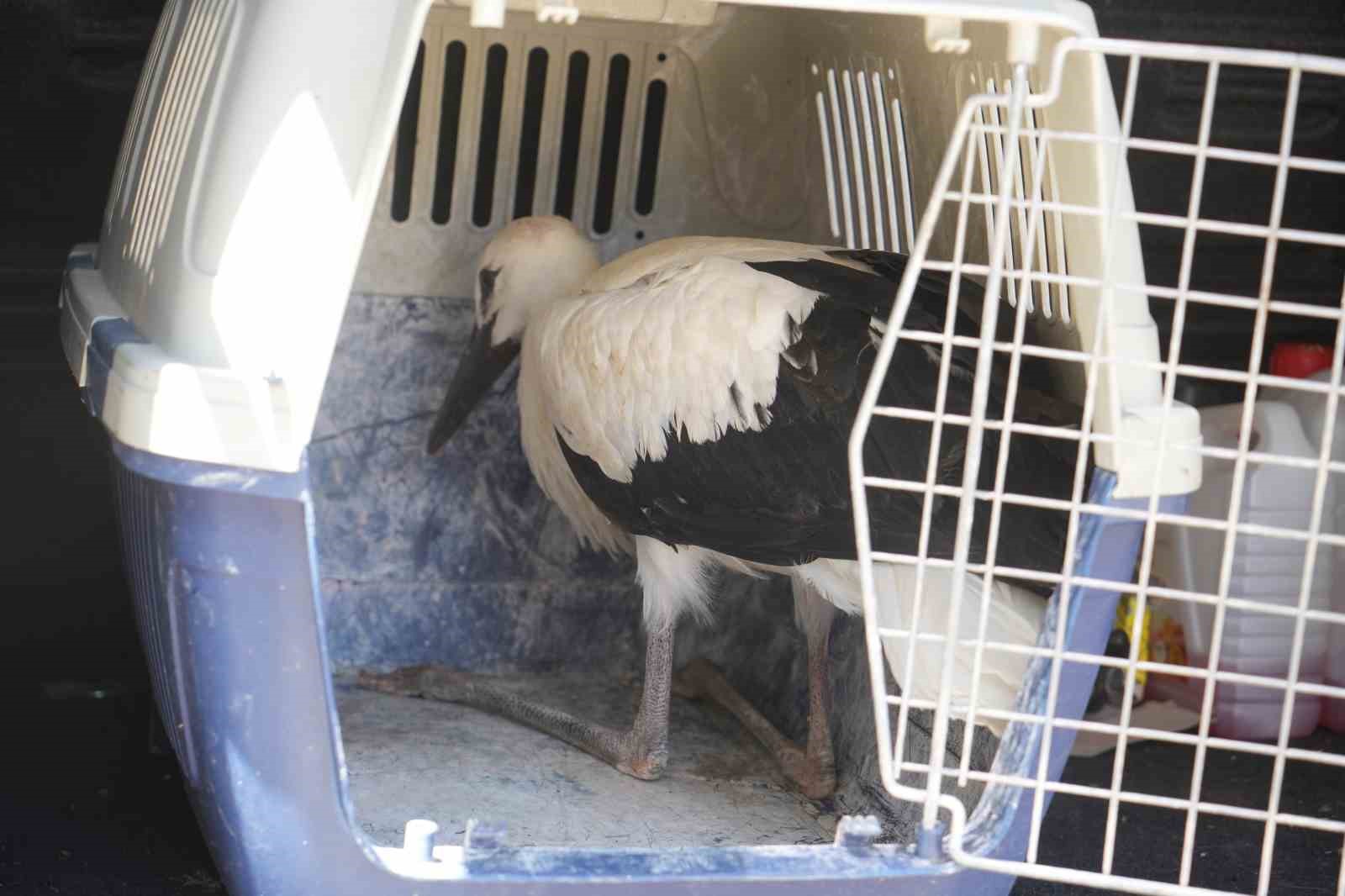 Yuvadan d&uuml;şen leylek yavrusu koruma altına alındı
