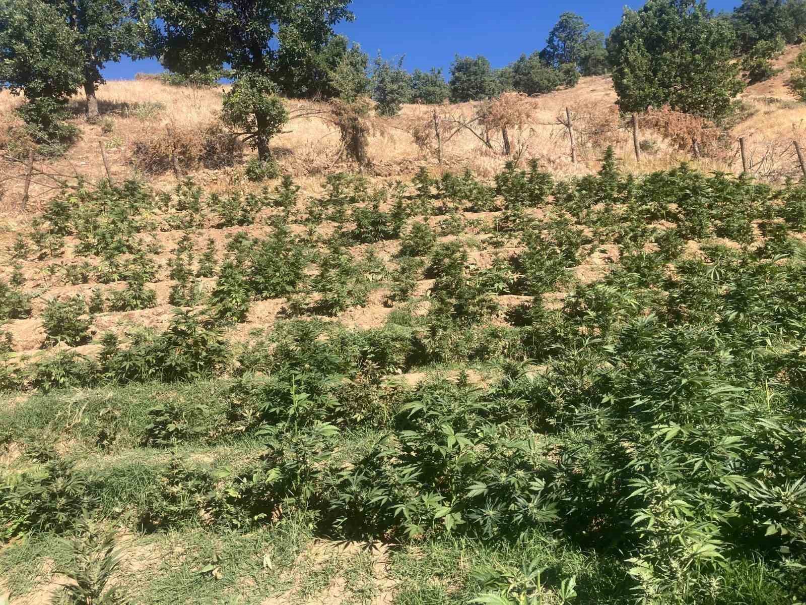 Bingöl’de 19 bin kök skunk bitkisi ele geçirildi