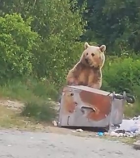 Nemrut Kalderası’nın maskot ayıları yeniden ortaya çıktı
