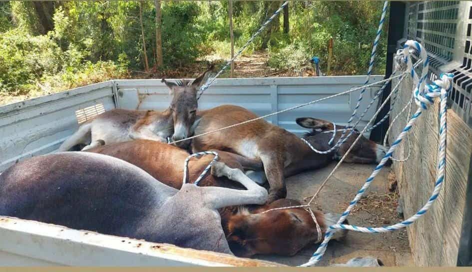 Datça Belediyesi’nden eşeklere eziyet iddiası