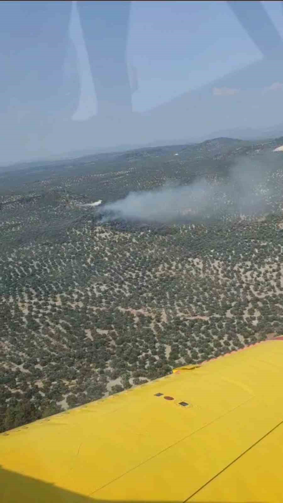 Ayvalık&rsquo;ta zeytinlik alanda yangın
