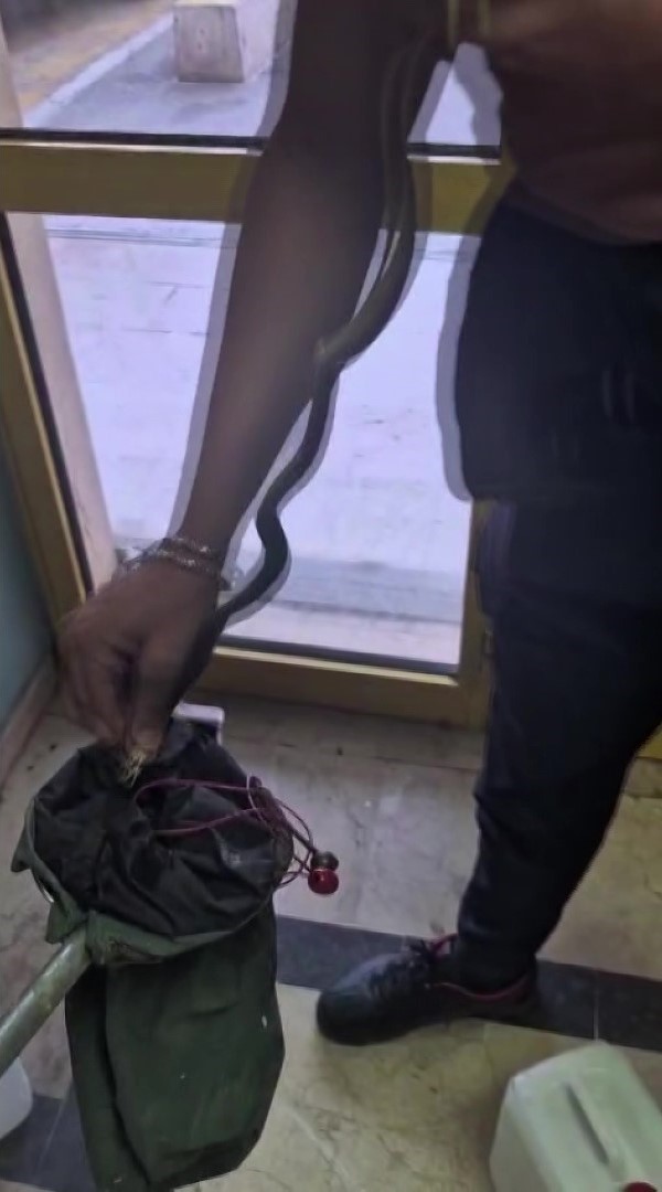 Hastanede yılan paniği