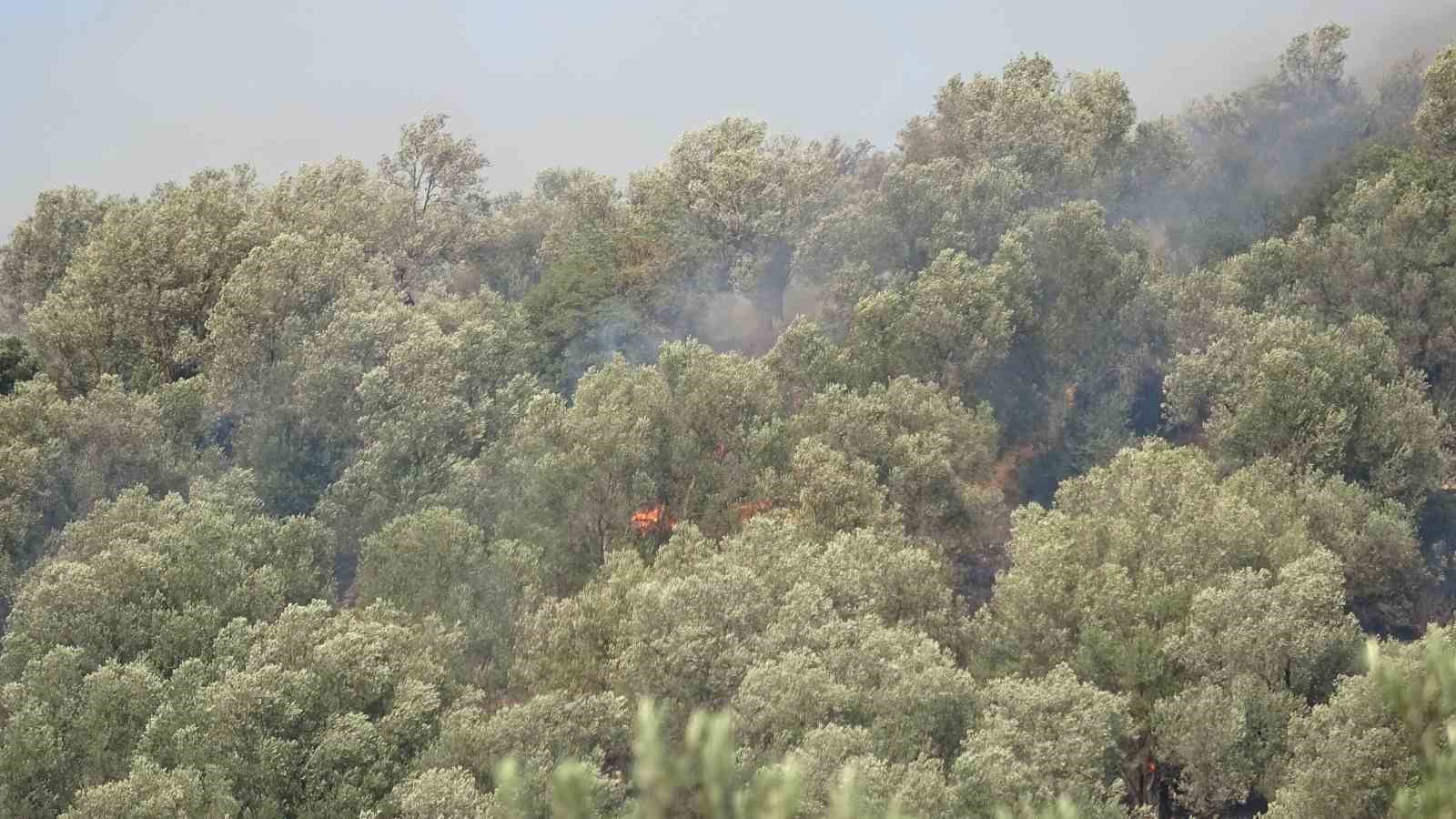 Ayvalık&rsquo;ta zeytinlik alanda &ccedil;ıkan yangın kontrol altına alındı
