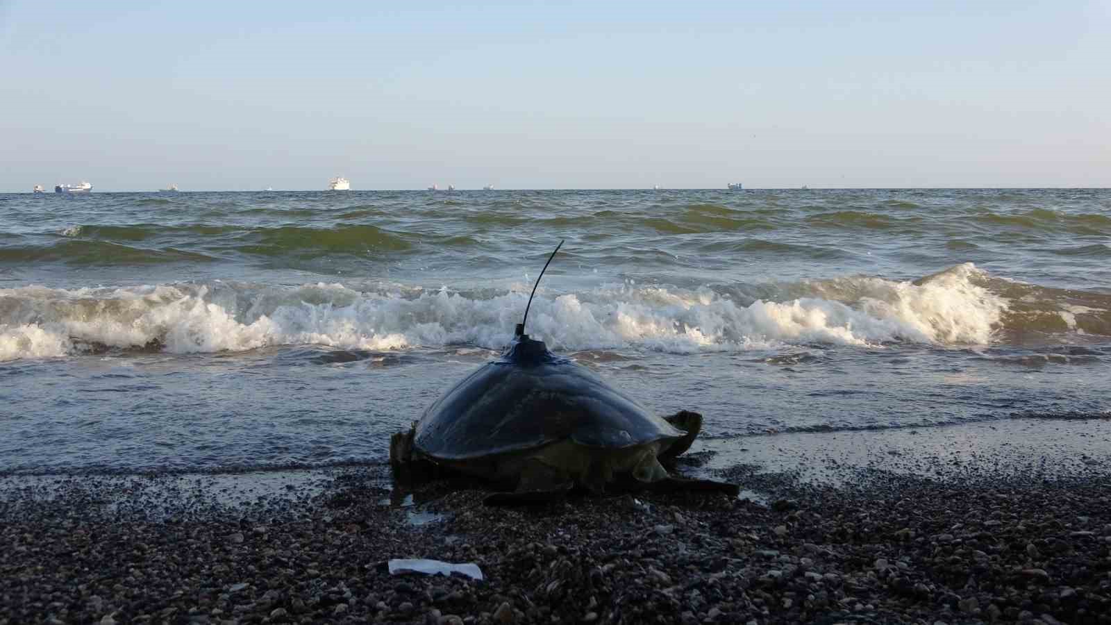 Uydu cihazı takılan kaplumbağa &rsquo;Atlas&rsquo; denize bırakıldı
