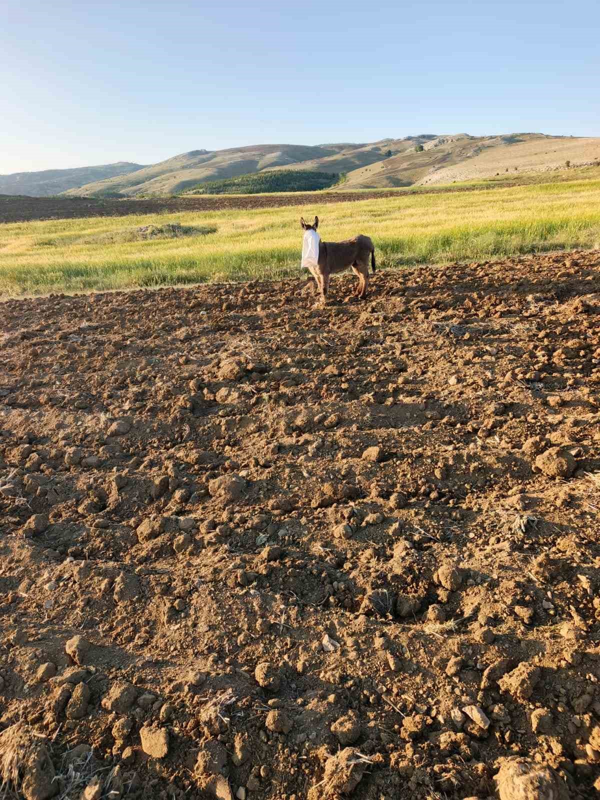 Elmadağ&rsquo;da bir &ccedil;oban kafasında &ccedil;uval bulunan eşeği kurtardı
