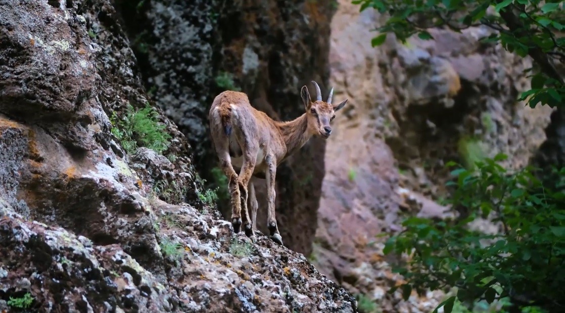 Erzincan’da yaban keçileri havadan görüntülendi
