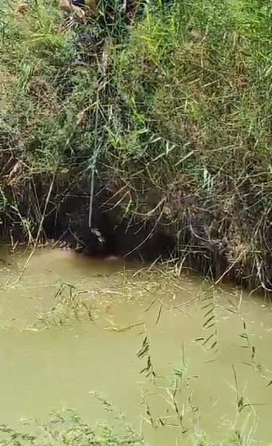 Dereye d&uuml;şen k&ouml;peği itfaiye ekipleri kurtardı
