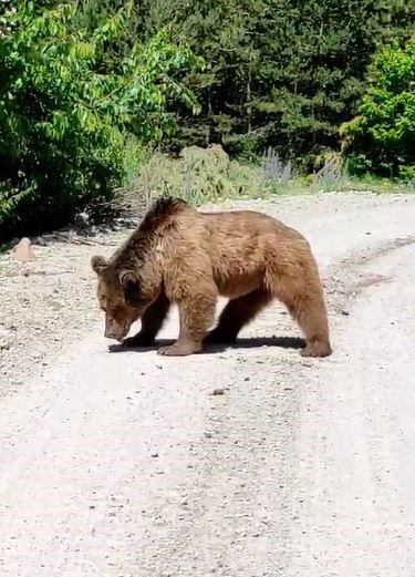 Köy yoluna inen boz ayı görüntülendi
