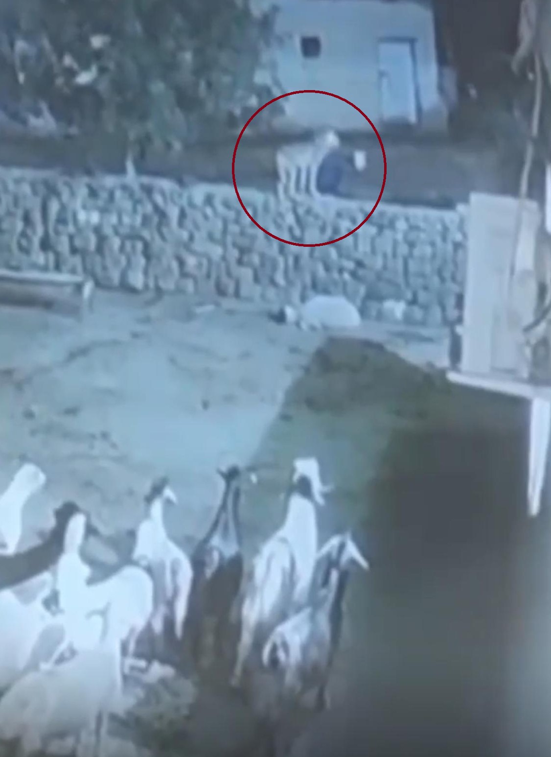 Kurt, ağıldaki sürüye böyle daldı: Kurdun kaptığı koyun ölü taklidi yaparak kurtuldu
