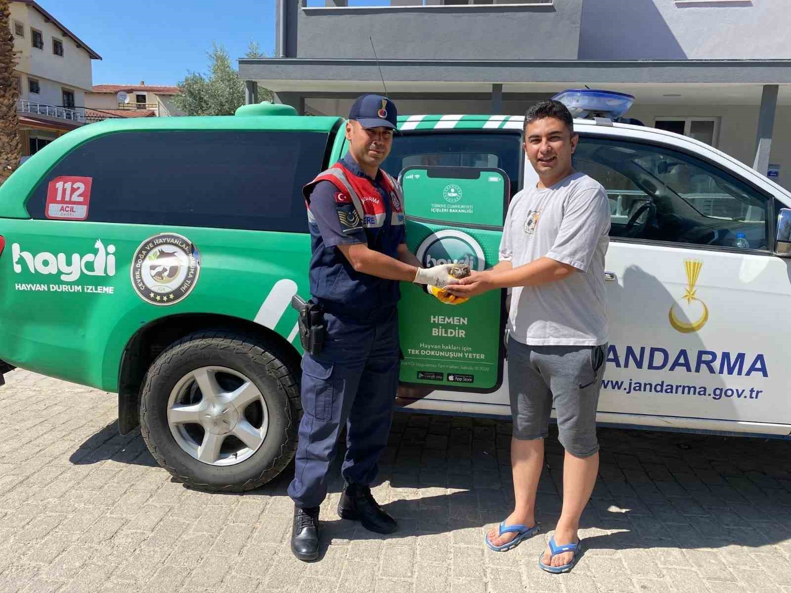 Yaralı halde bulunan baykuş, jandarma ekiplerince kurtarıldı