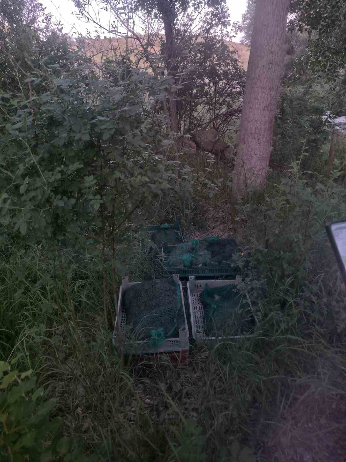 Niğde’de kurbağa kaçakçıları yakalandı: 133 kilo canlı kurbağa ele geçirildi