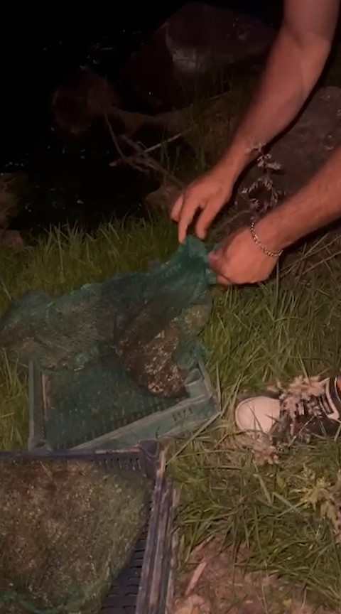 Niğde&rsquo;de kurbağa ka&ccedil;ak&ccedil;ıları yakalandı: 133 kilo canlı kurbağa ele ge&ccedil;irildi
