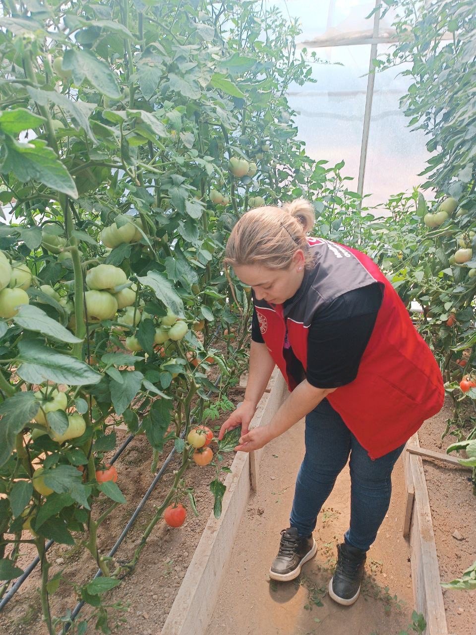 Menteşe’de çiftçilere hastalık ve zararlı kontrolü desteği
