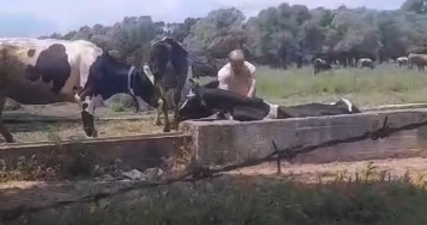 İnek oluğa sıkıştı, köylüler seferber oldu
