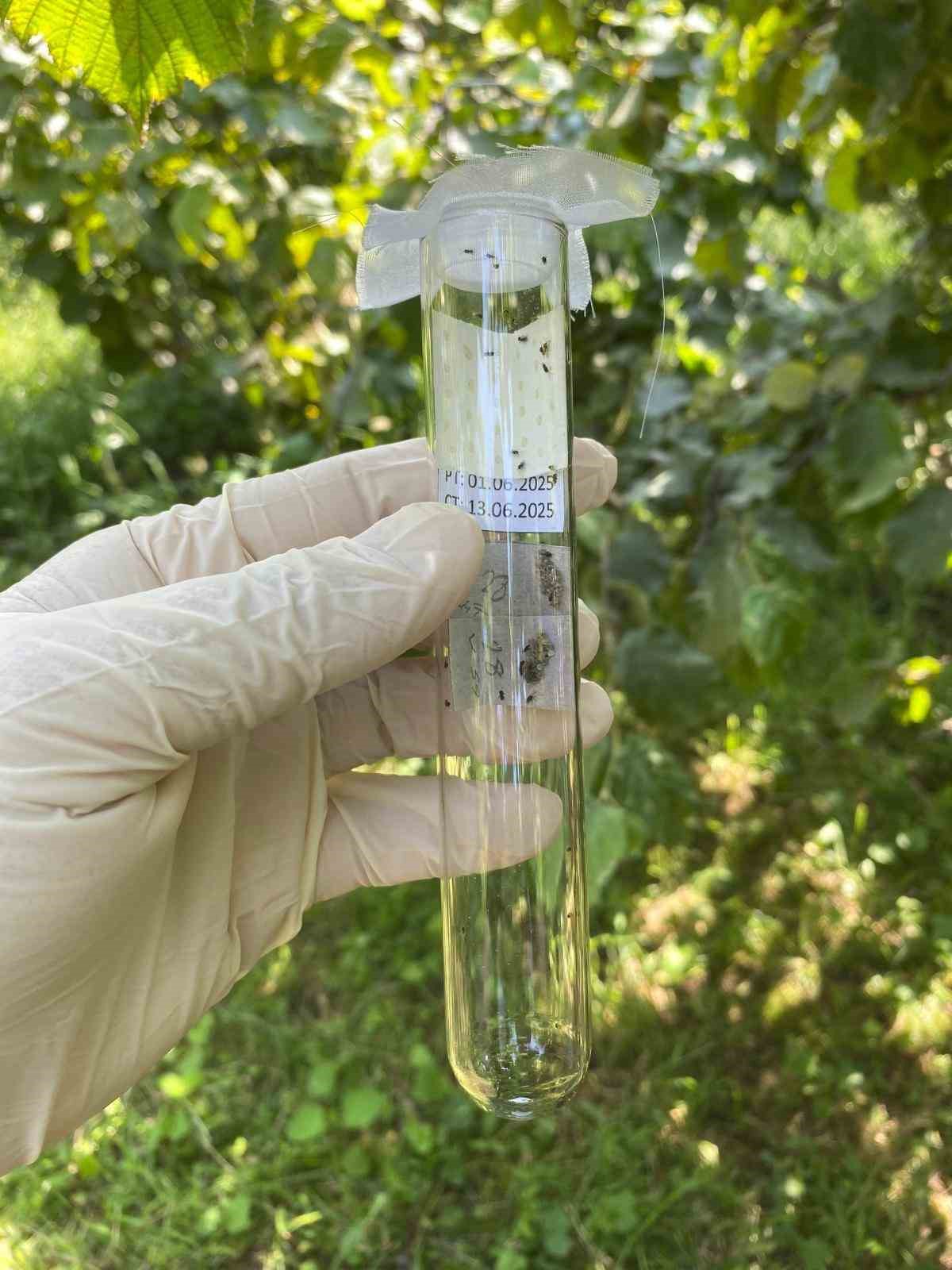 Giresun&rsquo;da Kahverengi Kokarca ile biyolojik m&uuml;cadele s&uuml;r&uuml;yor
