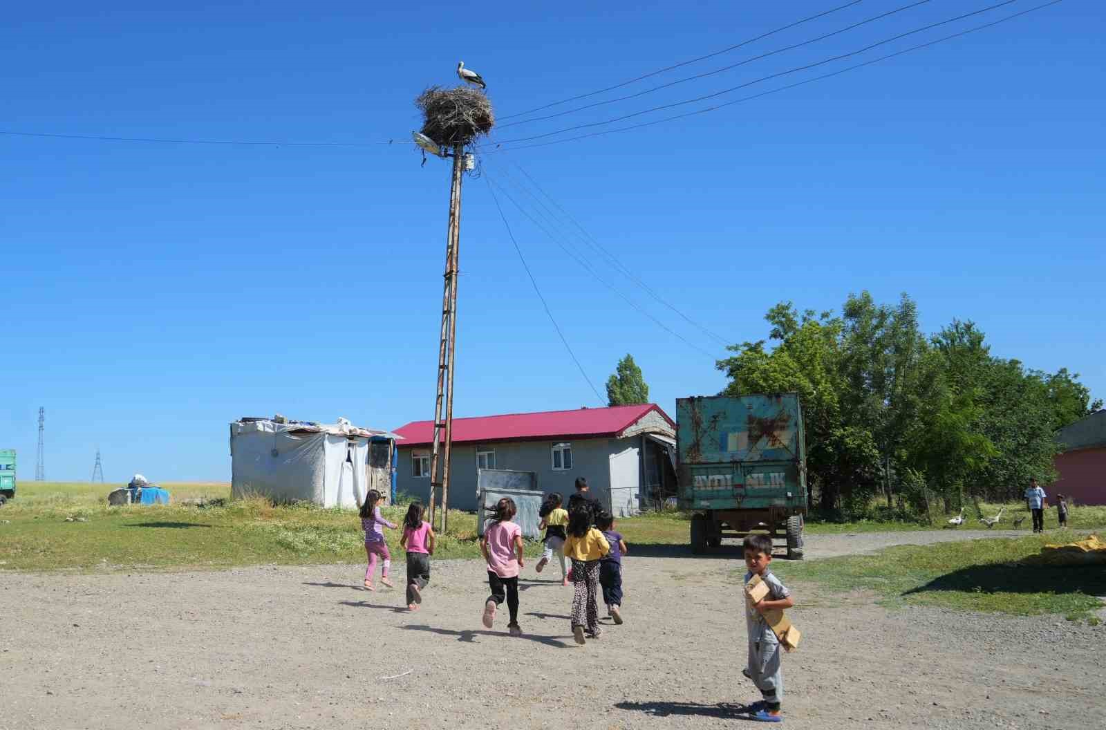 Leylekler Muş Ovası’nda yavrularını büyütüyor