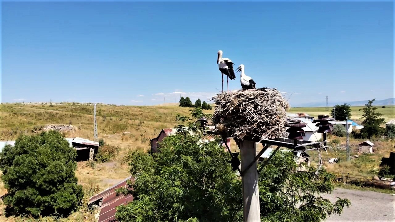 Leylekler Muş Ovası&rsquo;nda yavrularını b&uuml;y&uuml;t&uuml;yor
