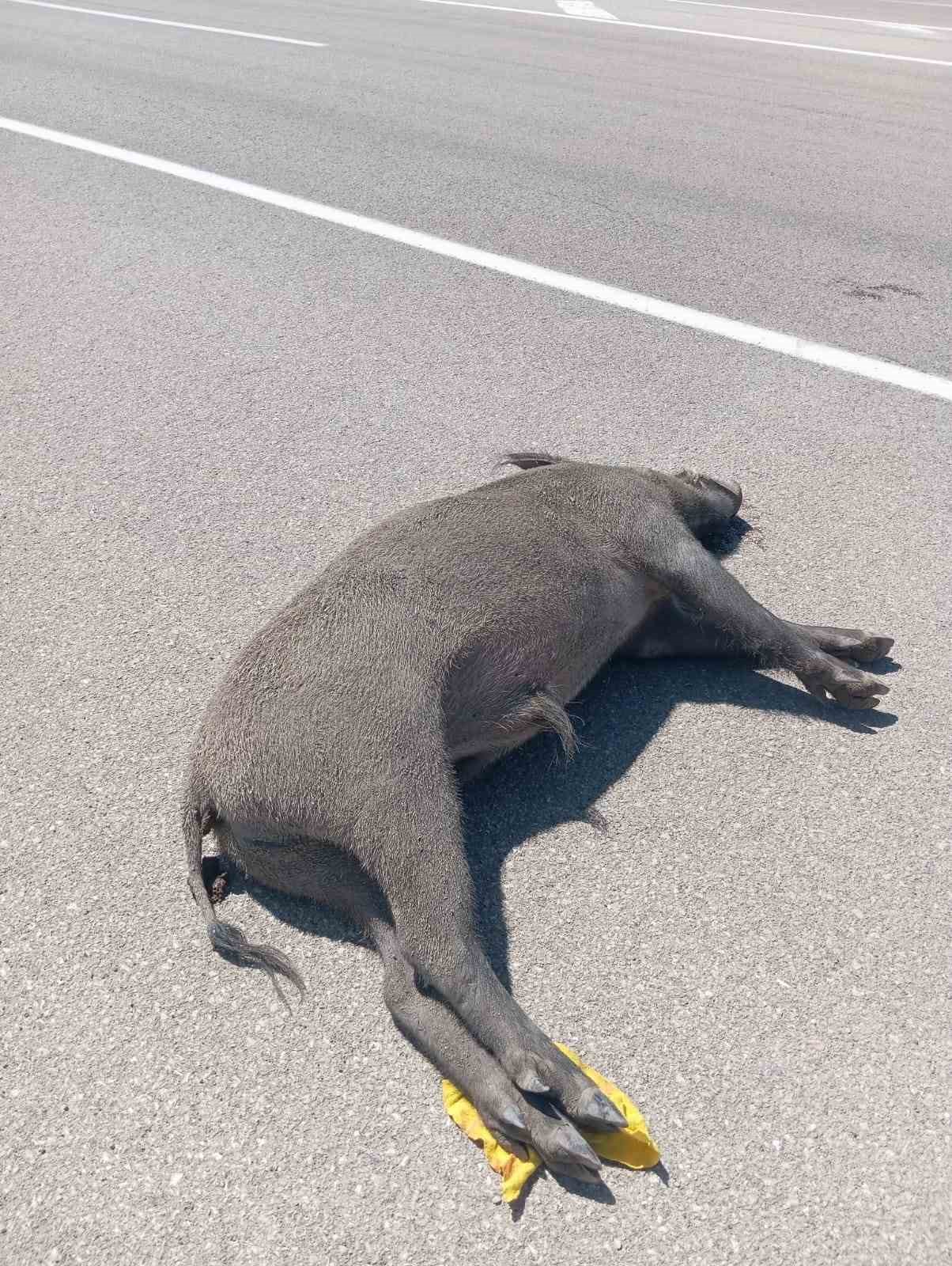 &Ouml;zalp&rsquo;ta otomobil yaban domuzuna &ccedil;arptı
