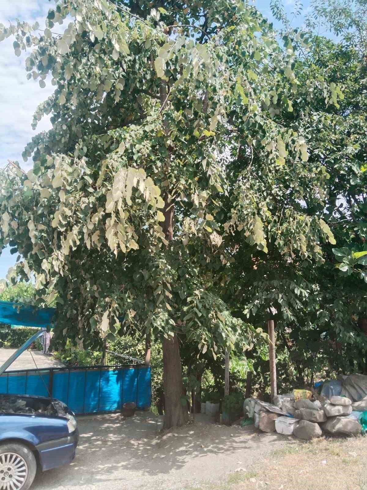 Ihlamur ağacından d&uuml;şen kadın  yaralandı
