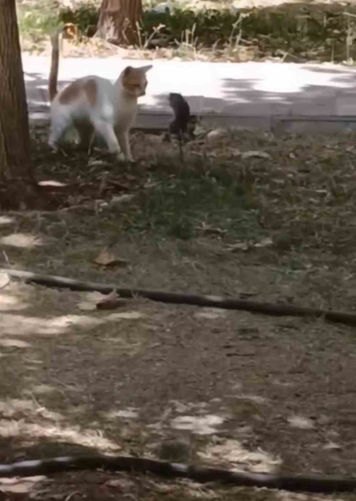 Diyarbakır&rsquo;da ezber bozan g&ouml;r&uuml;nt&uuml;: Fare yavru kediye saldırdı

