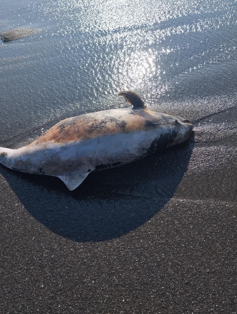 Akçakoca’da ölü yunus sahile vurdu