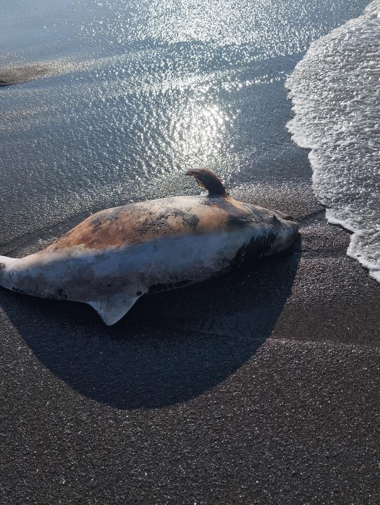Akçakoca’da ölü yunus sahile vurdu
