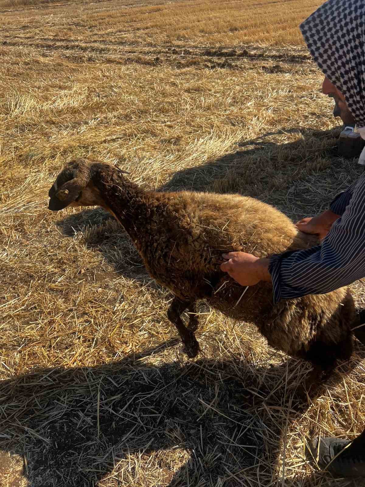 Kuyuya düşen koyunu itfaiye kurtardı