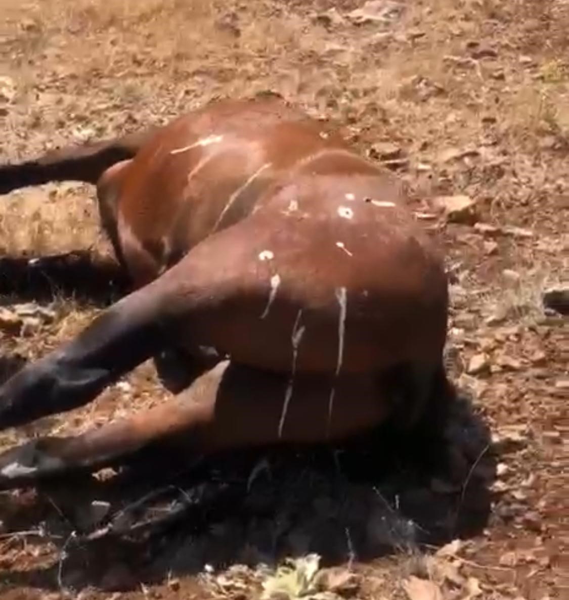 Batman’da 5 yaban atının silahla öldürüldüğü iddiası