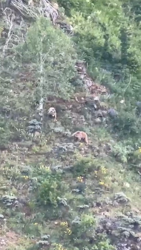 Gümüşhane’de köye inen ayılar böyle görüntülendi