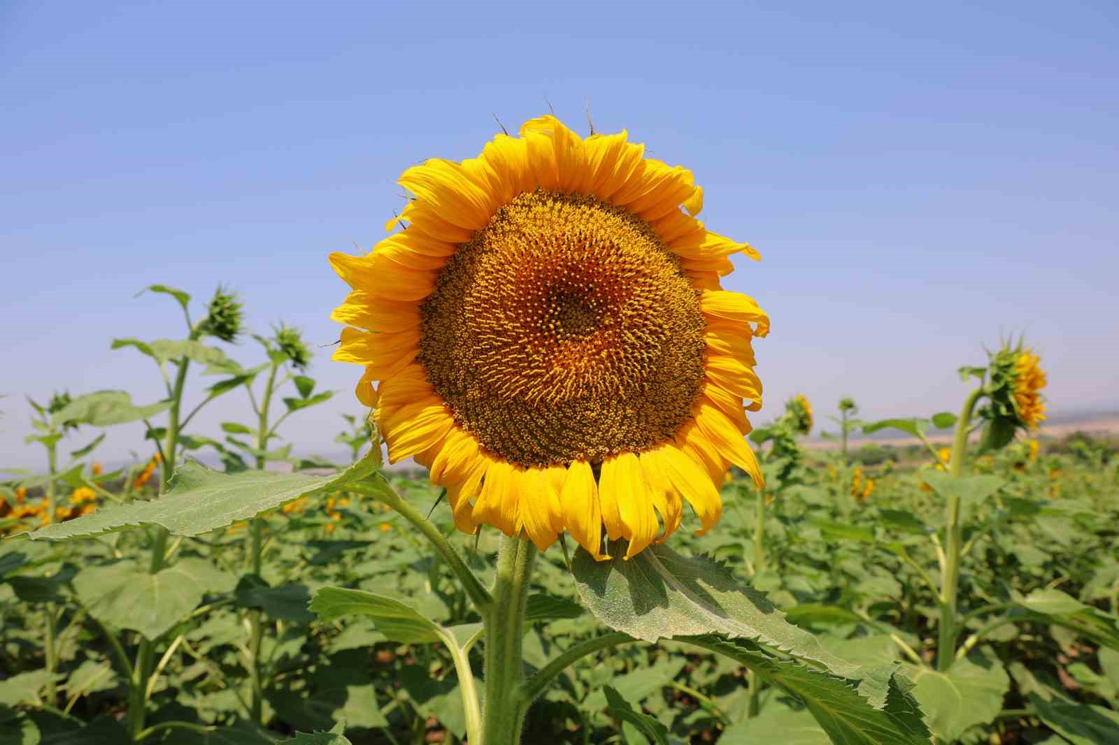 Sarının en güzeli: Ayçiçeği tarlaları görsel şölen sunuyor
