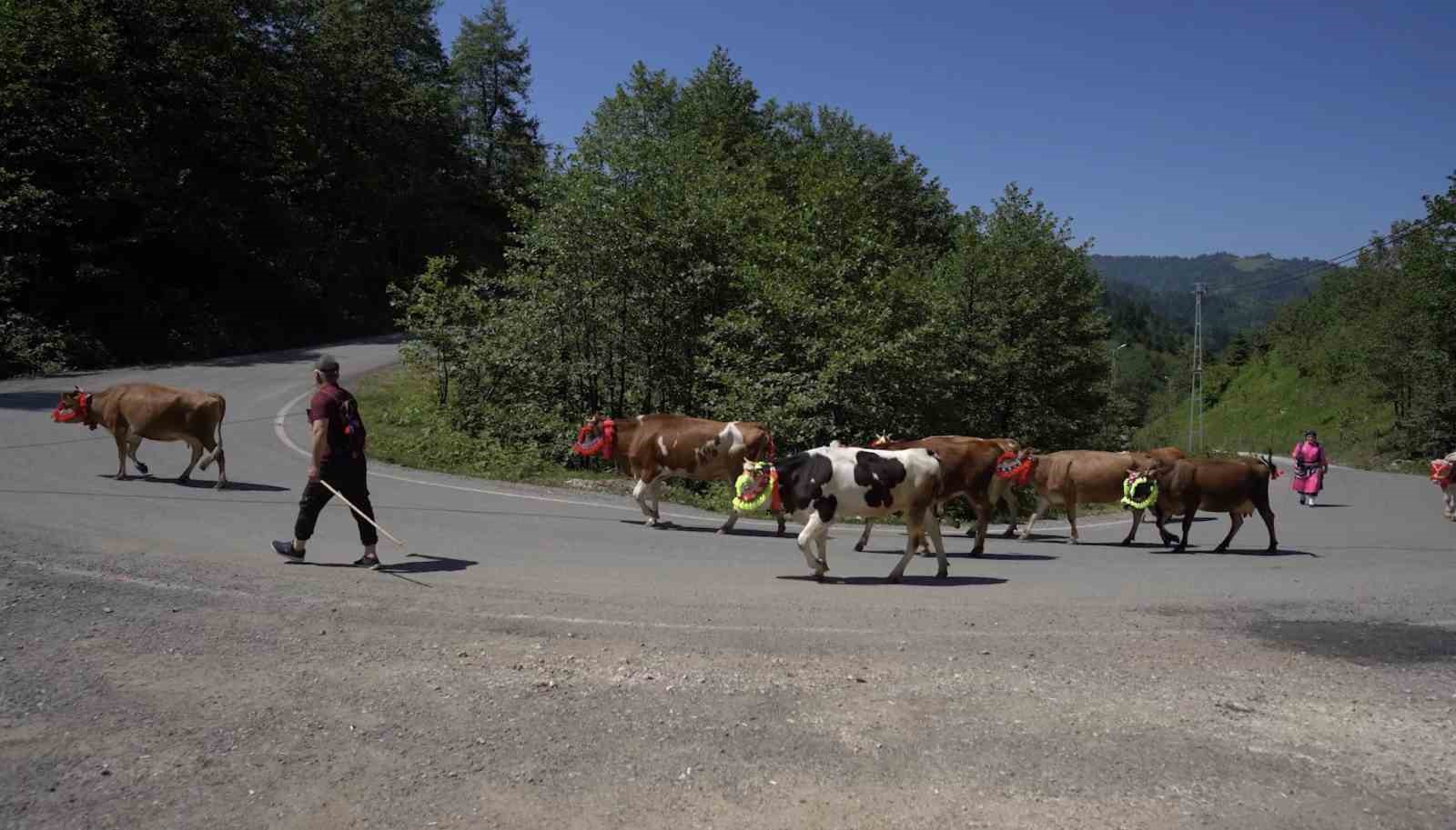 Karadeniz’den renkli yayla göçleri