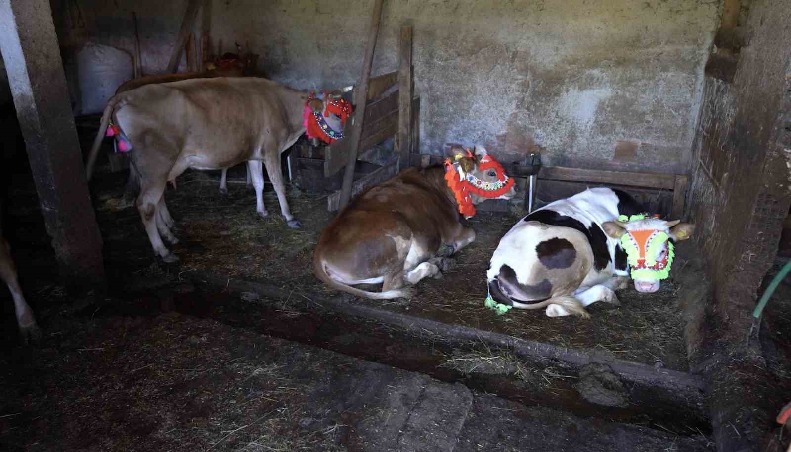 Karadeniz’den renkli yayla göçleri