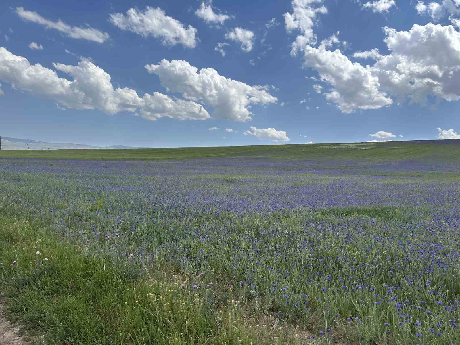 Diyadin’in zirveleri mor ve maviye büründü