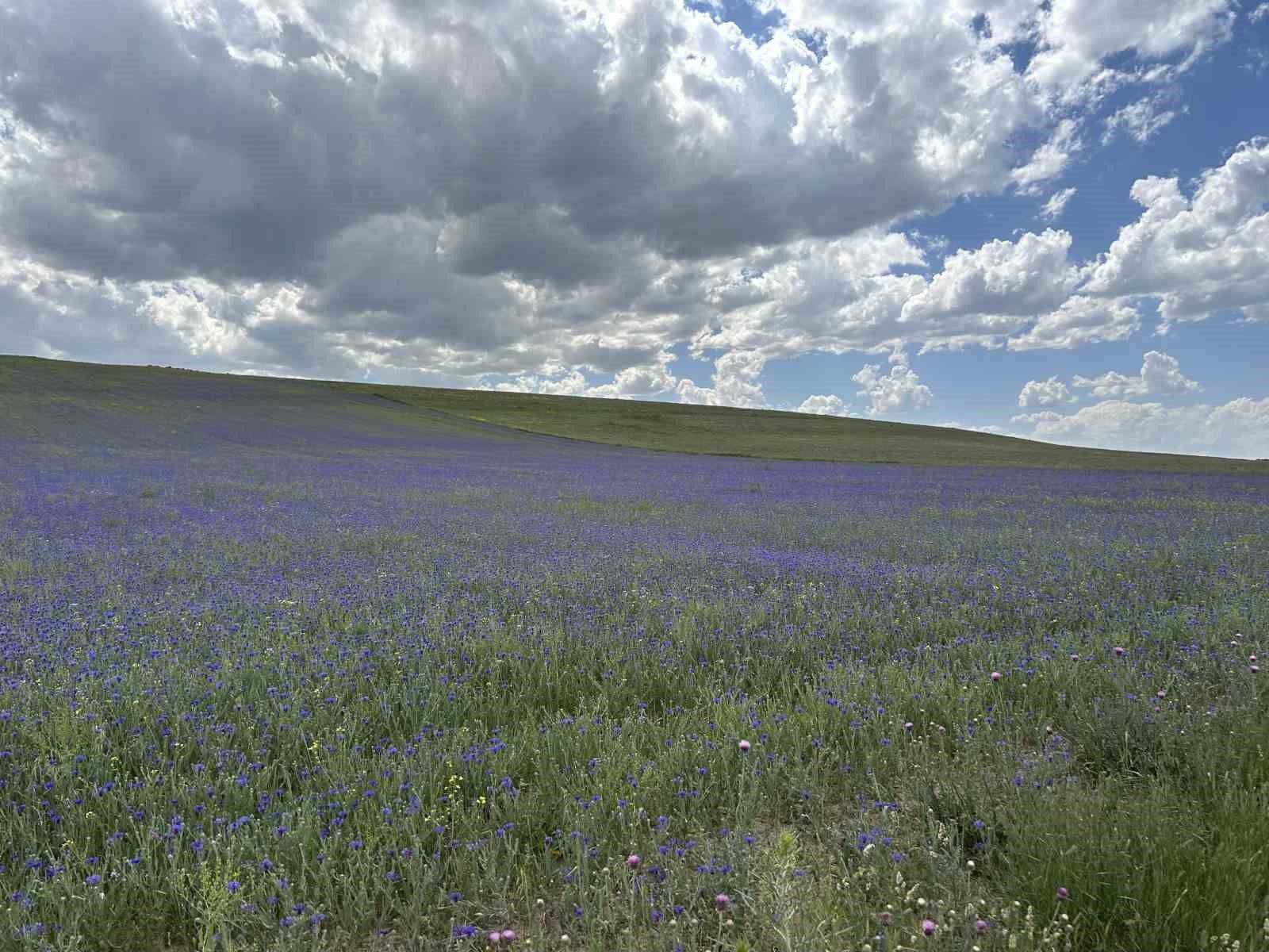 Diyadin&rsquo;in zirveleri mor ve maviye b&uuml;r&uuml;nd&uuml;
