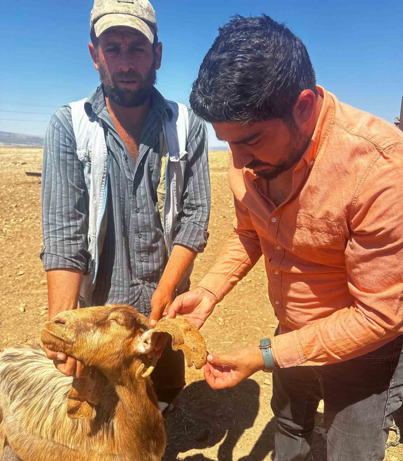Arabanlı Veteriner Hekim’den kene uyarısı
