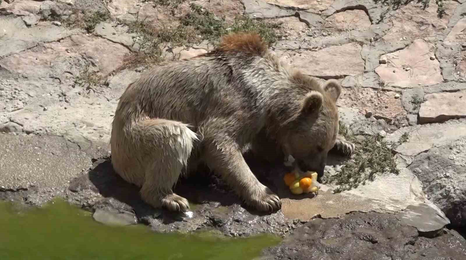 Sıcaktan bunalan yırtıcı hayvanlara buzlu kokteyl
