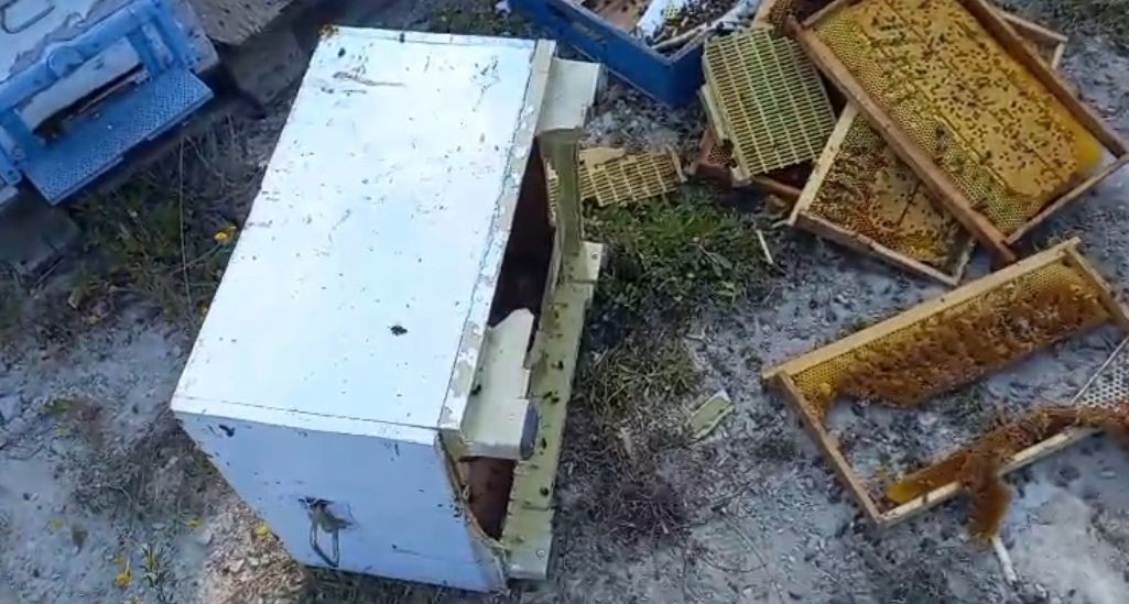 Kovanlarına ayı saldırdı: "Şükür bir tanesini parçalamış, ayımız medeniymiş"