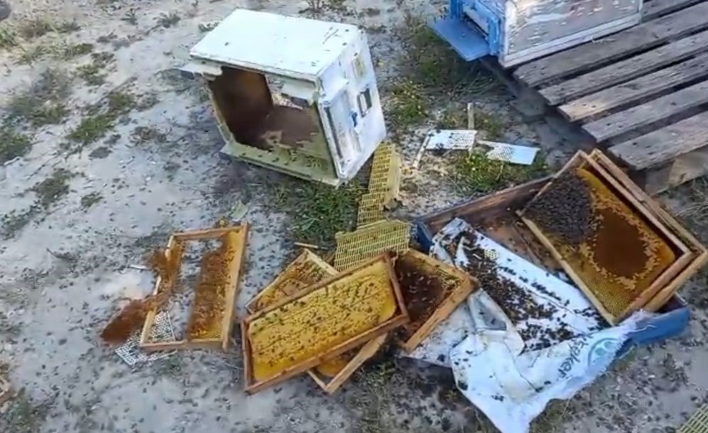 Kovanlarına ayı saldırdı: "Ş&uuml;k&uuml;r bir tanesini par&ccedil;alamış, ayımız medeniymiş"
