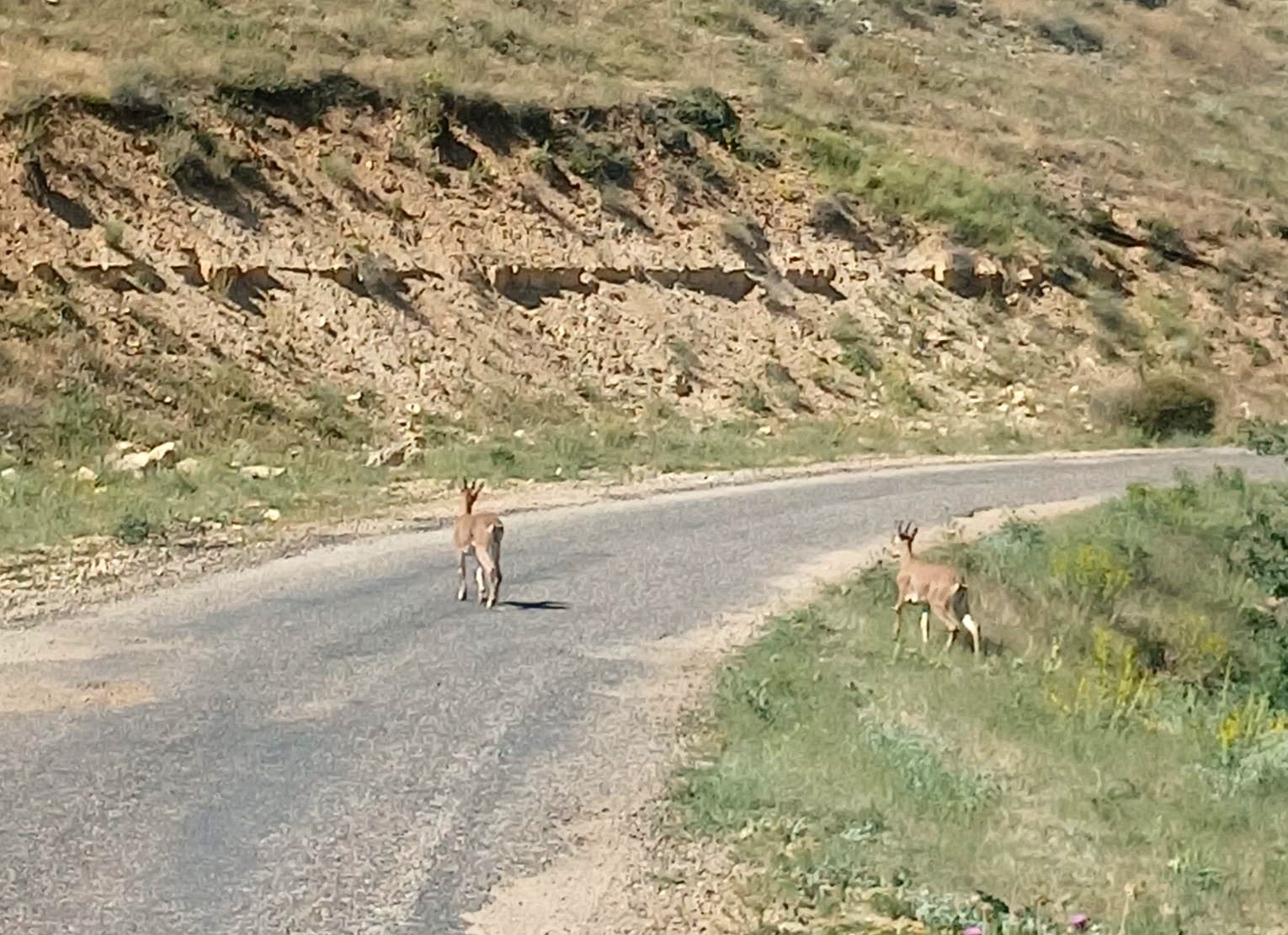 Dağ ke&ccedil;ilerini g&ouml;r&uuml;nt&uuml;ledi, "Ne kadar g&uuml;zelsiniz" diyerek paylaştı
