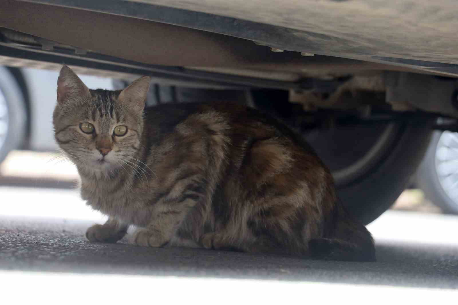 Mamaya alıştırılan kediler tembelleşti, şehirlerdeki fare ve yılan sayısı arttı

