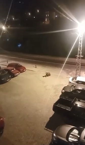 Borçka ilçe merkezine inen ayılar cadde ve sokaklarda dolaştı