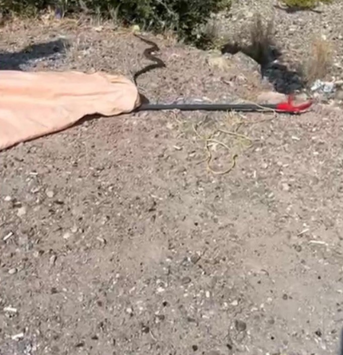 Doğal gaz kutusuna giren yılan doğal ortamına bırakıldı
