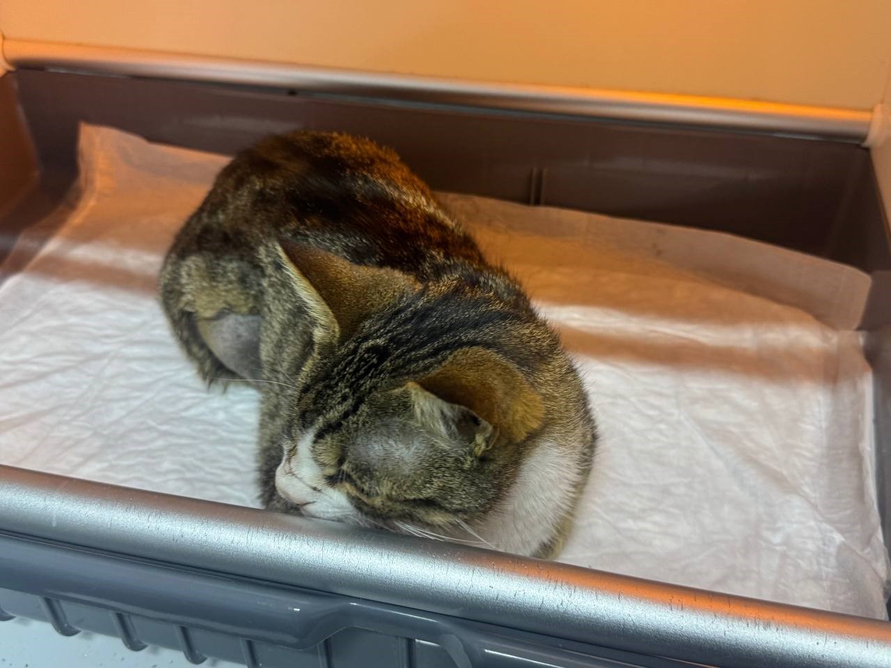 Kedinin mesanesinden 2 santimlik taş çıkarıldı