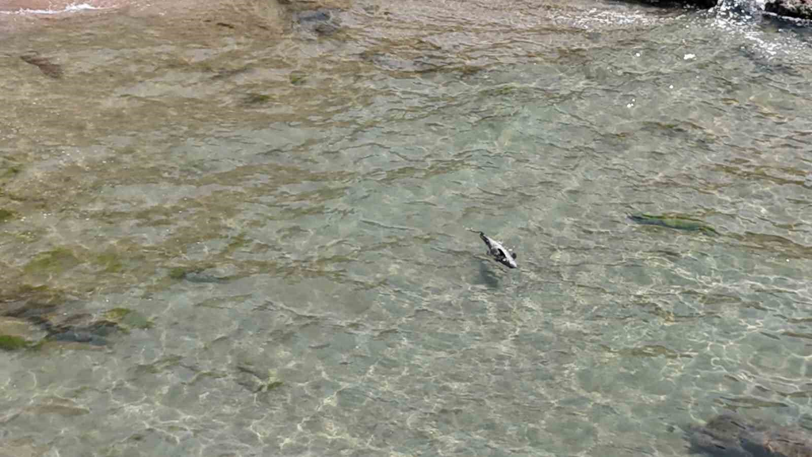 Bartın’da yaralı yunus karaya vurdu