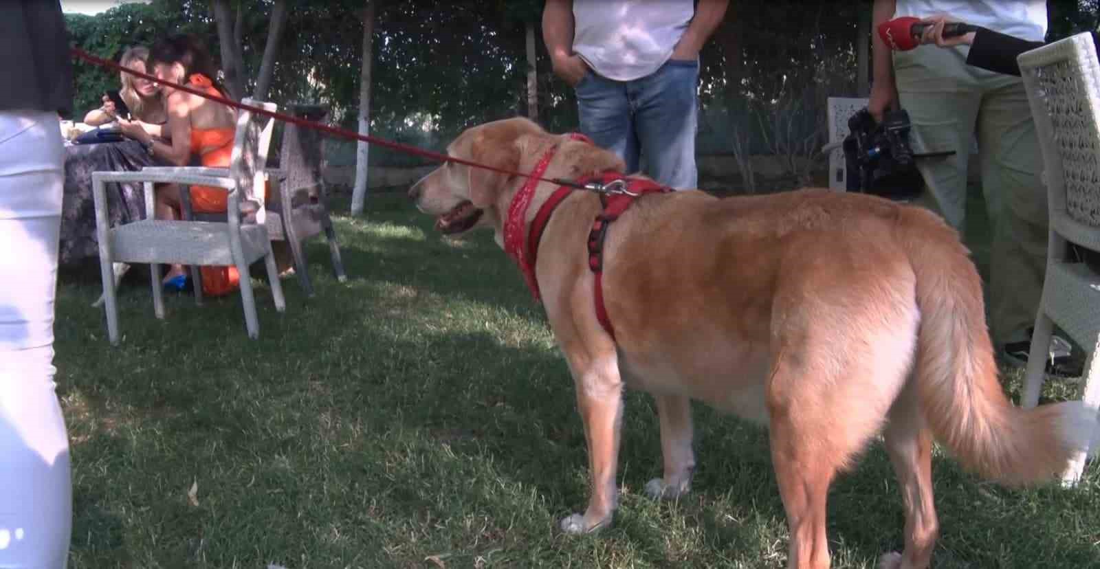 Engelli patiler podyumda boy gösteri