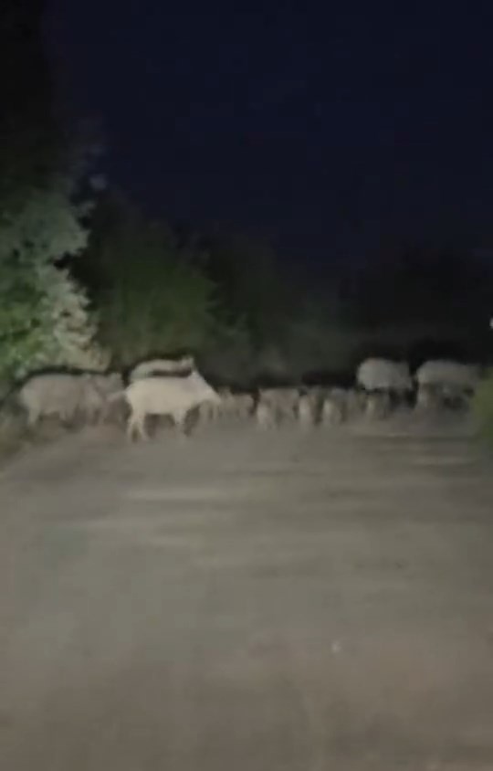 Elazığ’da domuz sürüsü yola indi