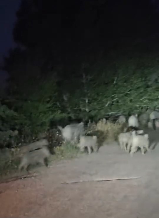 Elazığ’da domuz sürüsü yola indi