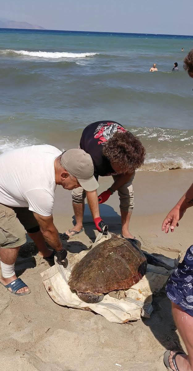 Kuşadası sahiline Caretta Caretta cinsi deniz kaplumbağası vurdu
