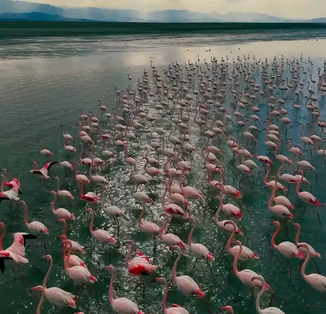 Erçek Gölü narin misafirleri flamingoları ağırlamaya devam ediyor